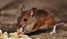 24 Hour & Emergency Exterminators in Cove City, NC